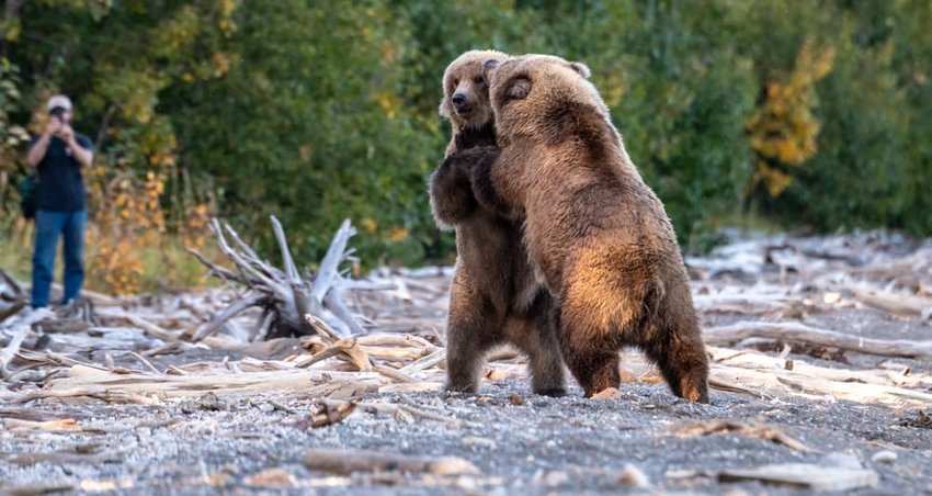 Two young Alaskan brown bears on the Naknek Lake beach play fighting, Katmai National Park, Alaska, USA