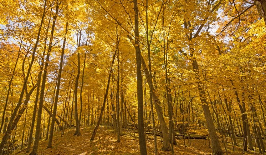 Beneath a Sea of Yellow in Backbone State Park in Iowa