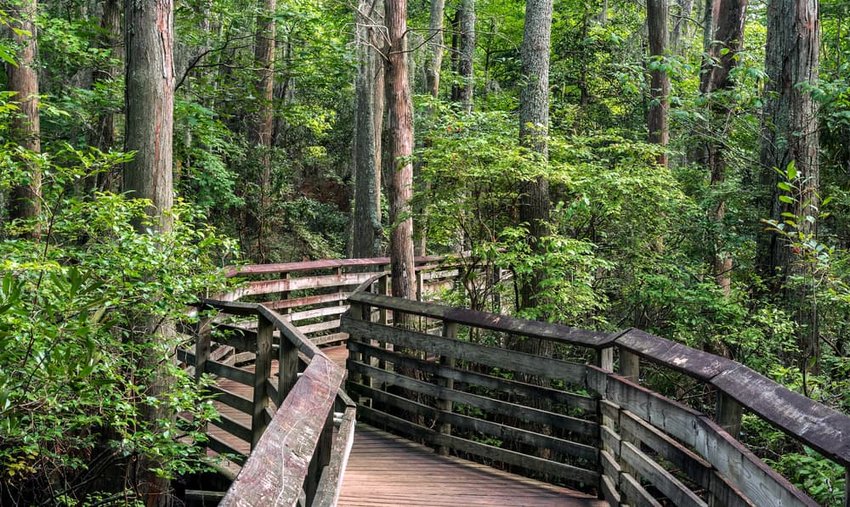 A boardwalk on the Bald Cypress path in First Landing state park, Virginia Beach, Va,