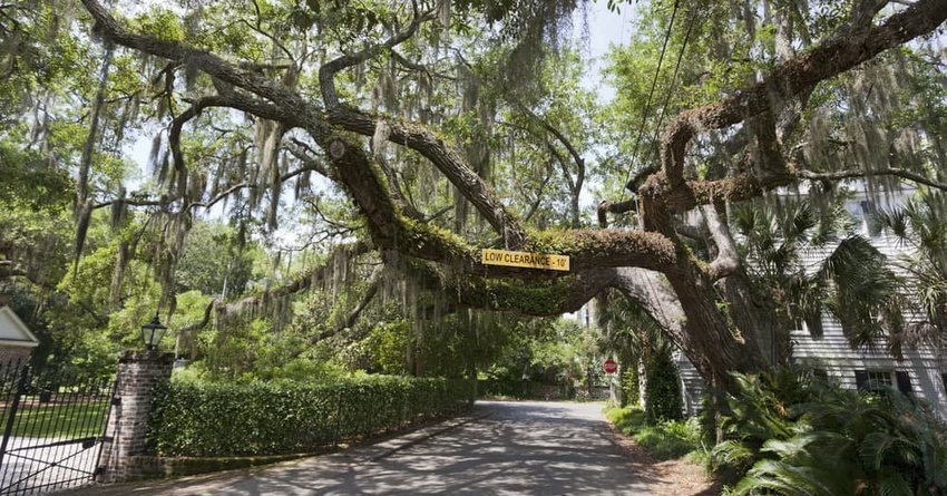 Moss covered oak limbs, Beaufort, South Carolina.