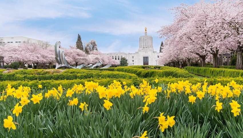 Salem Oregon Spring Daffodils at City Center Park