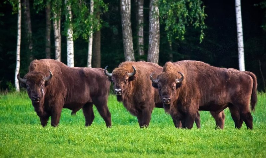 Three huge bisons grazing on green meadow. Belovezhskaya Pushcha National Park, Belarus.