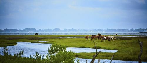 Wild horses of Assateague Island in Maryland