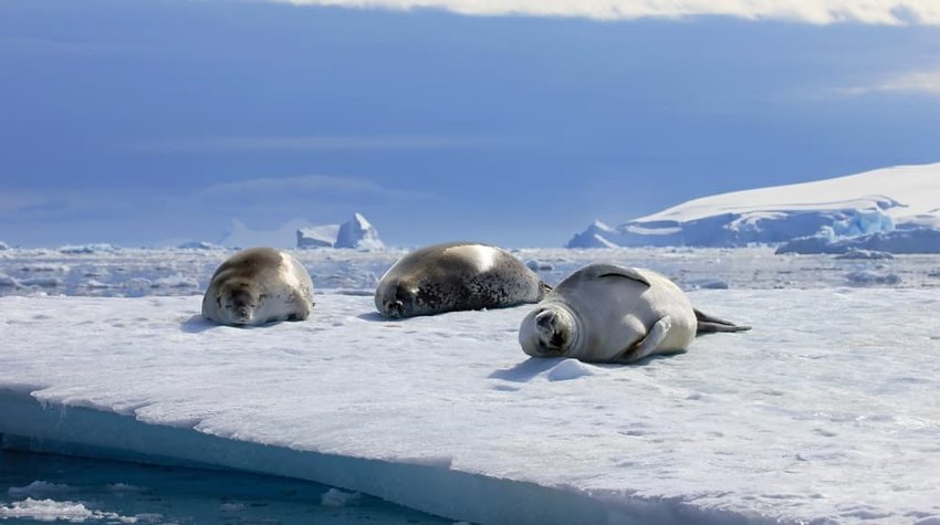 Crabeater seals on ice floe, Antarctic Peninsula, Antarctica