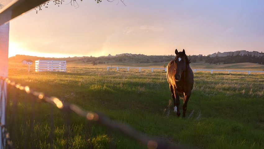 A horse gallops in a pasture during sunset at Fort Robinson, State Park