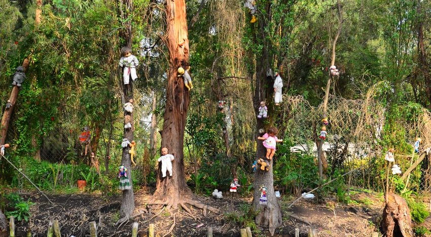 Xochimilco is an island of abandoned dolls, Isla de las Muñecas.