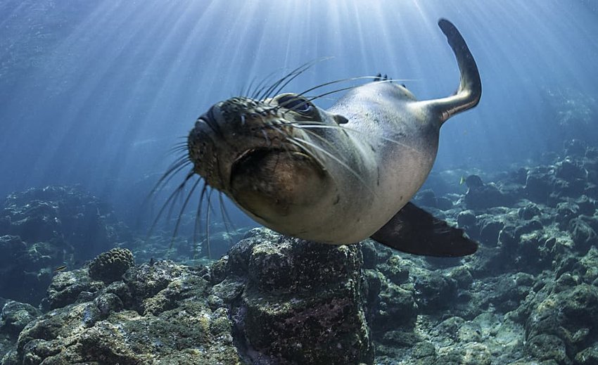 Curious galapagos sea lion, Santa Cruz Island, Galapagos Islands.