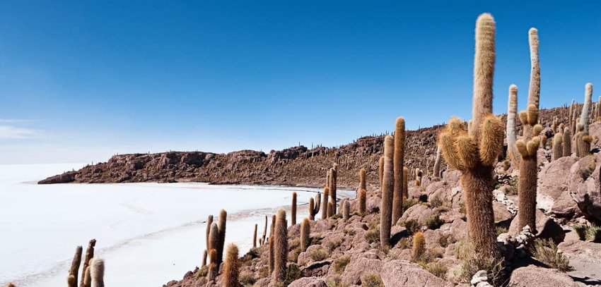 Salar-de-uyuni-cacti-in-Bolivia