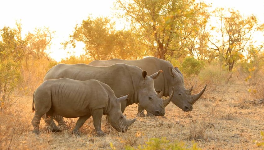 White-rhino-family