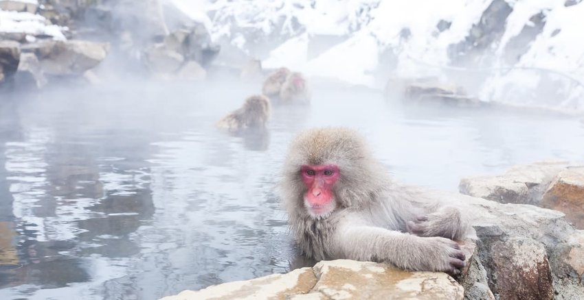 Japanese snow monkeys sitting in a hot spring. Nagano Prefecture, Japan