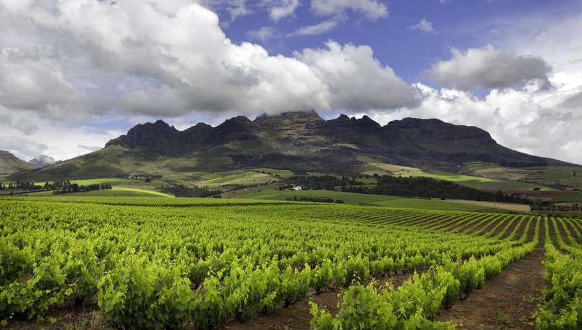 Vineyard in South Africa