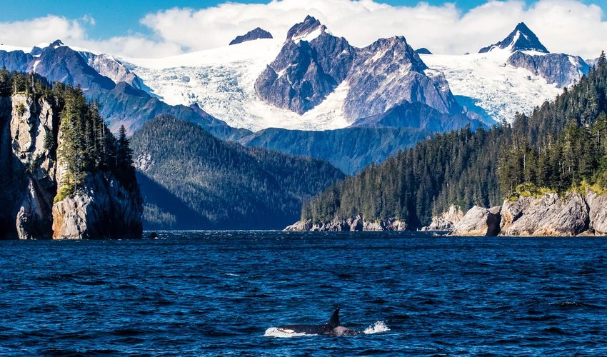 Orca porpoising by glaciers, Alaska