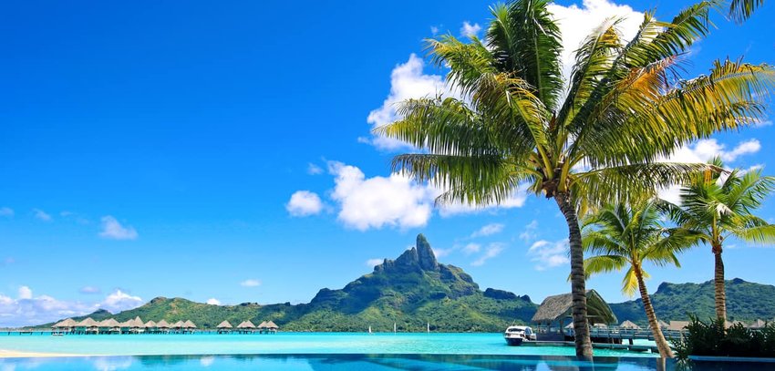 Palm Tree in Bora Bora