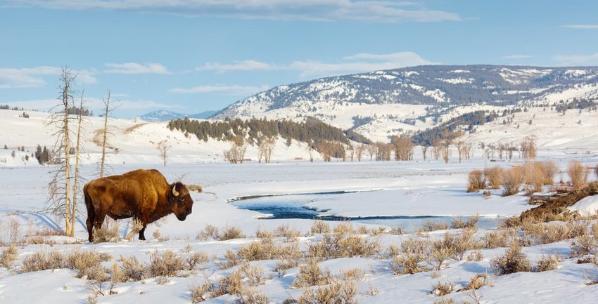 bison grazing in snow at Yellowstone National Park