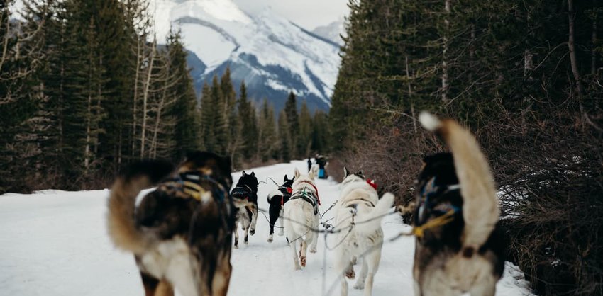 Dog sledding team