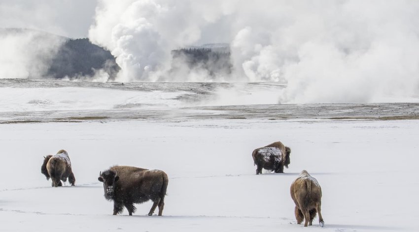 Bison herd traveling through snow with geysers and hot springs