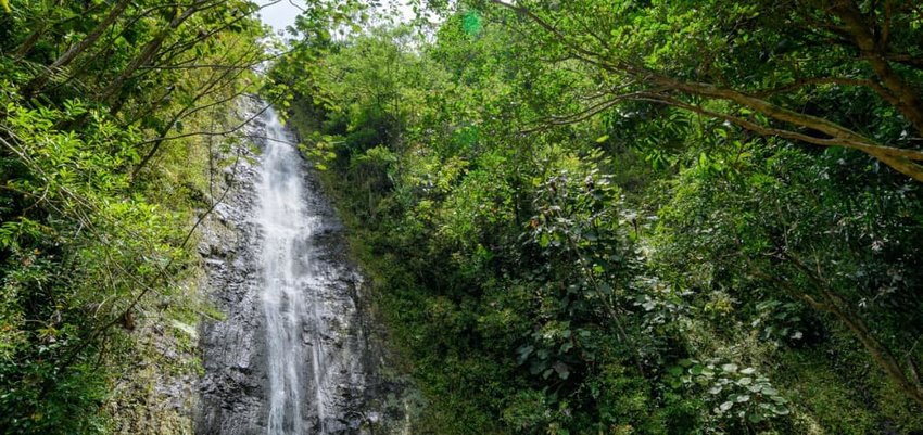 Manoa Falls in Oahu, Hawaii