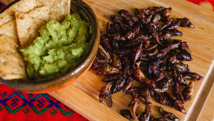 Chapulines, grasshoppers and guacamole snack traditional Mexican cuisine from Oaxaca mexico