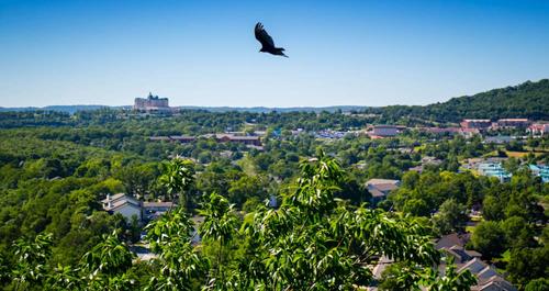 An American Crow in Branson at Southwest Missouri
