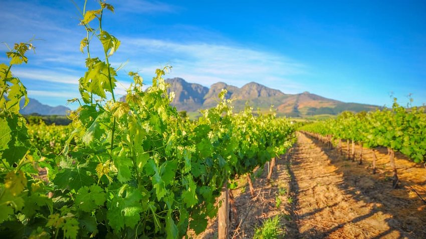 Vibrant Landscape with vineyards in spring green with Mountains in the background