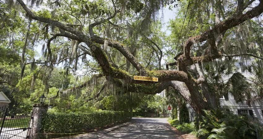 Old and twisted moss covered oak limbs and Spanish moss.