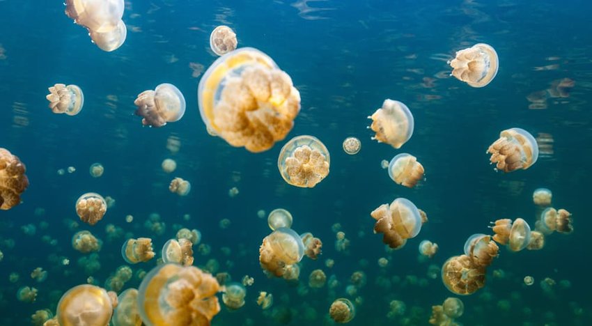 Underwater photo of endemic golden jellyfish in lake at Palau