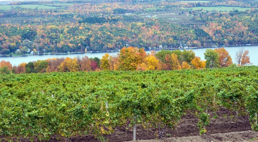 Vineyard-on-Keuka-Lake