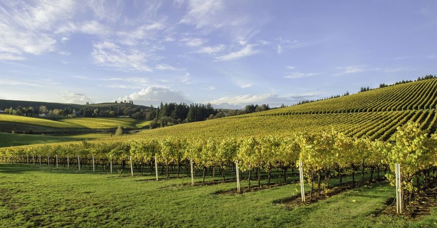 5 Surprising Destinations for Wine Lovers | The Discoverer