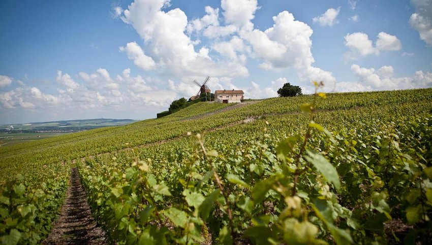 5 Surprising Destinations for Wine Lovers
