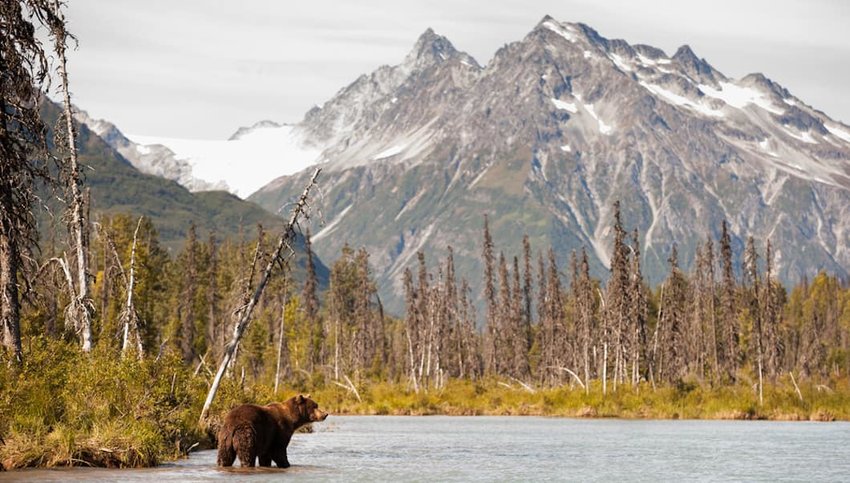 Photo of a brown bear in a river with a mountain in the background at Lake Clark National Park