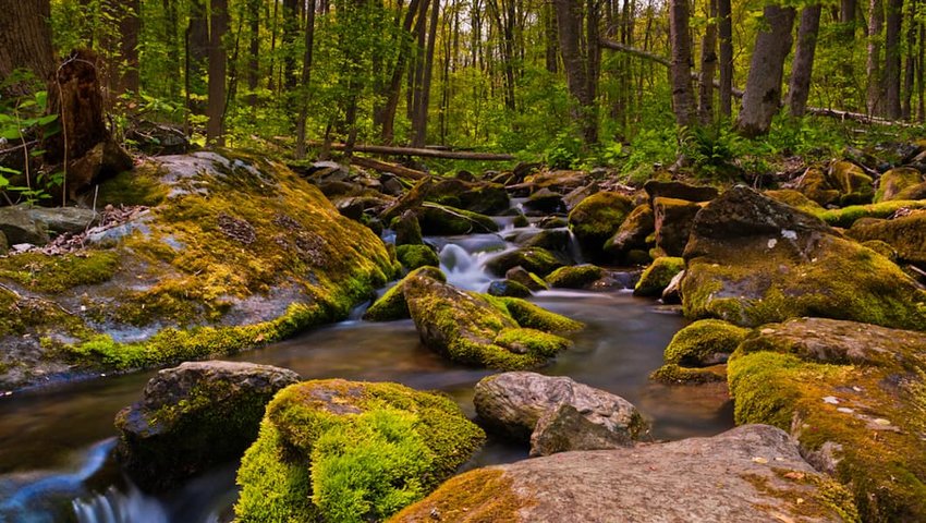 Photo of a river and forrest