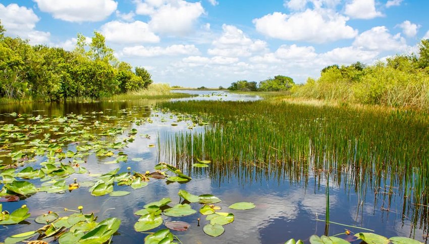 Photo of a marsh in Everglades National Park