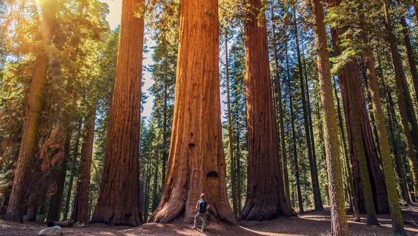 Photo of Redwood trees at Redwood National Park