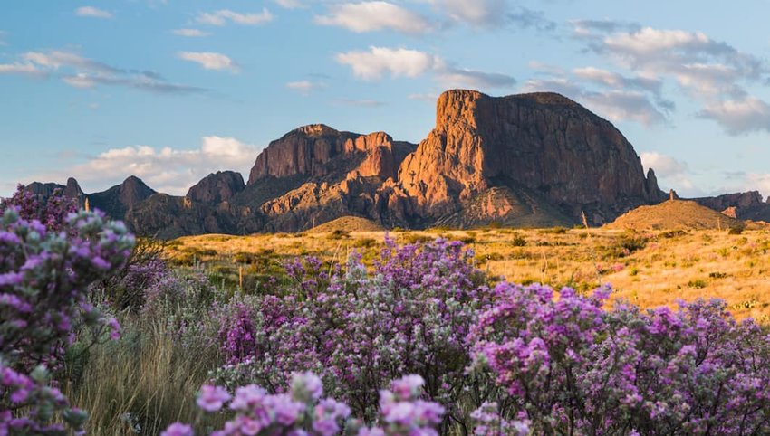 Photo of purple flowers and mountains in Big Bend National Park