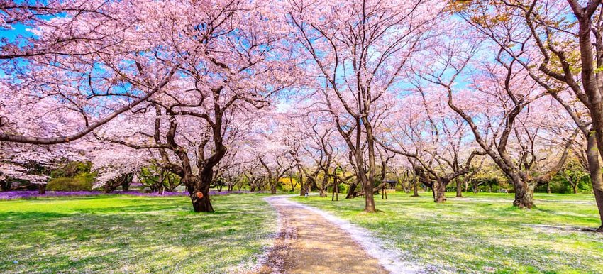 When and Where to See Japan's Cherry Blossoms This Year