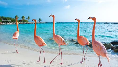 Pink flamingos on Aruba island - Burçlar ve tatil burcuna göre tatil beldeleri 2