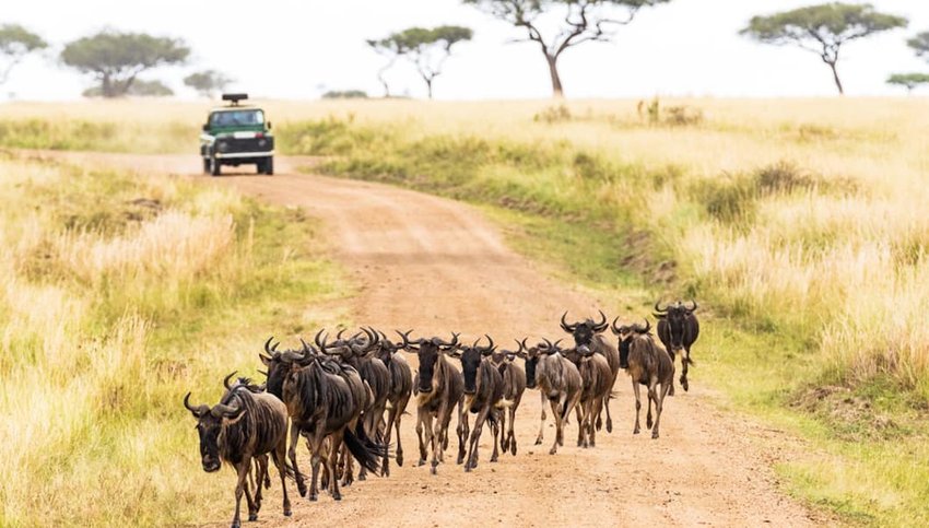 10 Safari Tours to Book in Your Lifetime