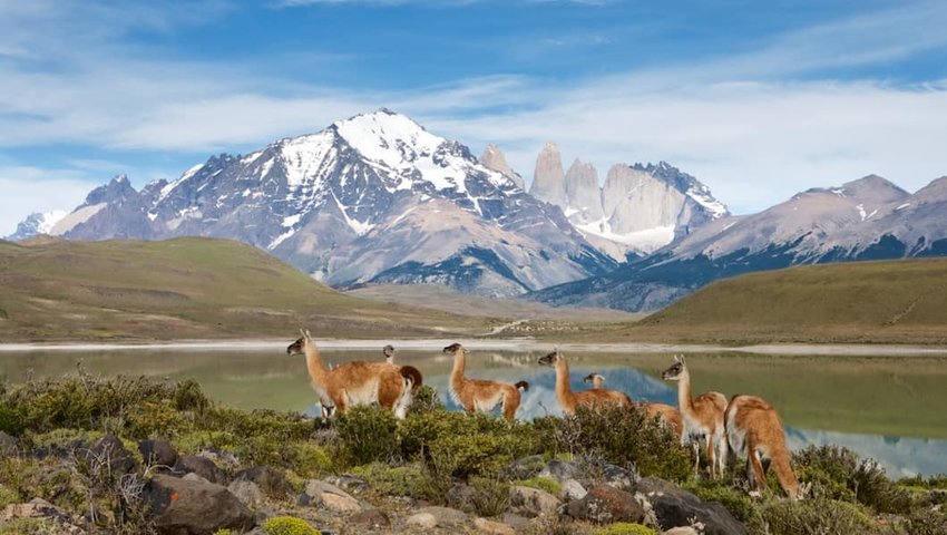 10 Places to See Incredible Wildlife in South America