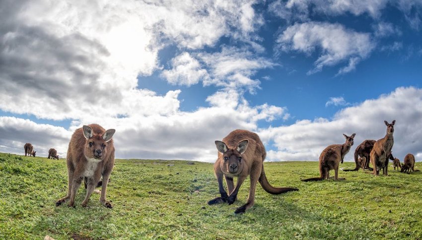 nice islands to visit near australia