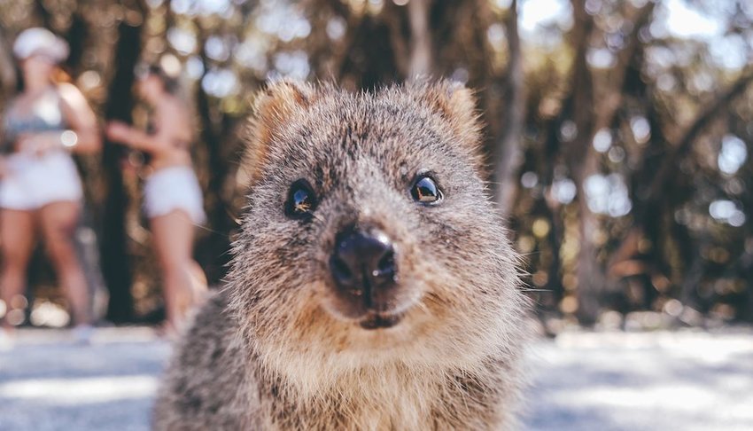 nice islands to visit near australia