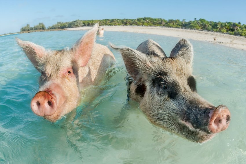 Swimming Pigs on Pig Beach