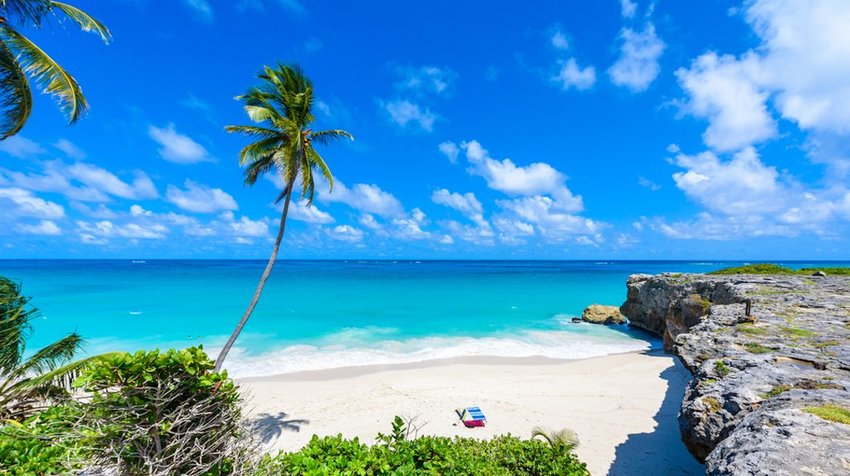 aradise beach on the Caribbean island of Barbados. Tropical coast with palms hanging over turquoise sea. 