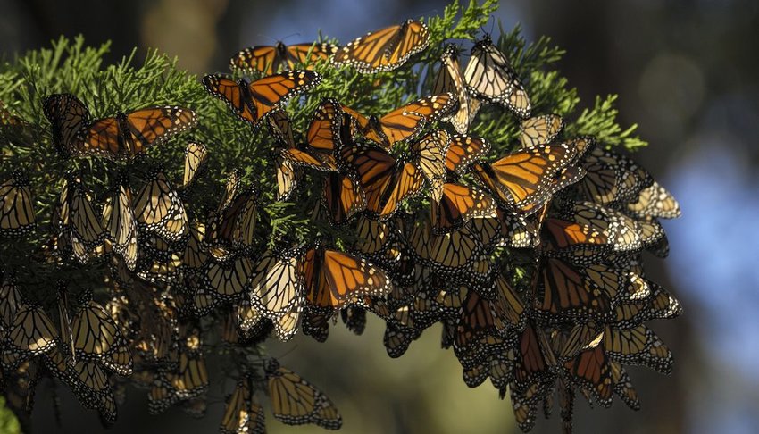 Close-up of Monarch Butterflies on a branch.