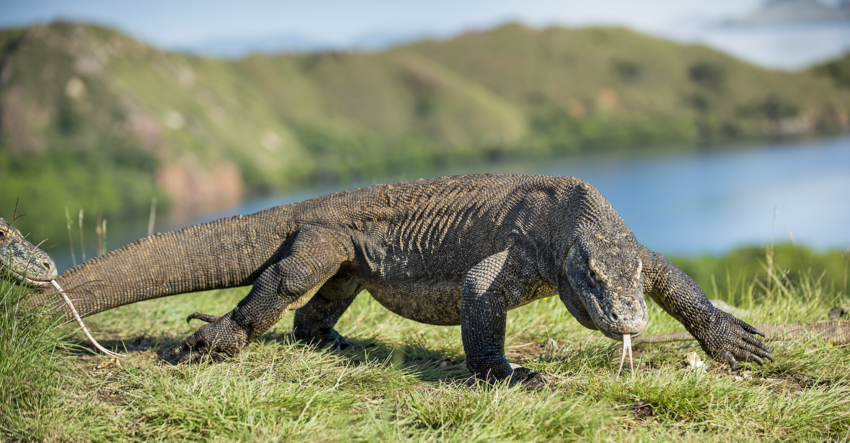 Photo of giant reptile on Komodo Island