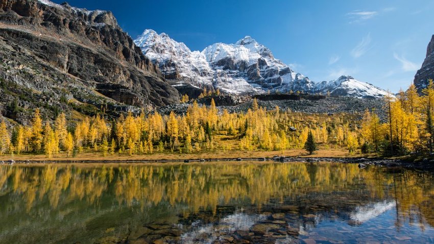 Photo of autumn trees around Lake O'Hara, Yoho National Park, Canadian Rockies