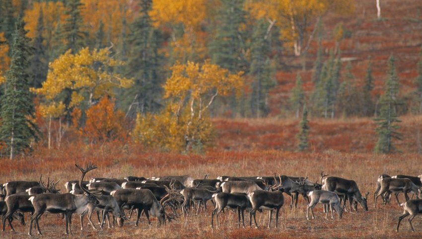 Migrating Caribou in the autumn, Alaska, USA
