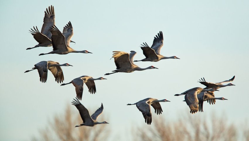 Sandhill Cranes in flight, Platte River Nebraska.