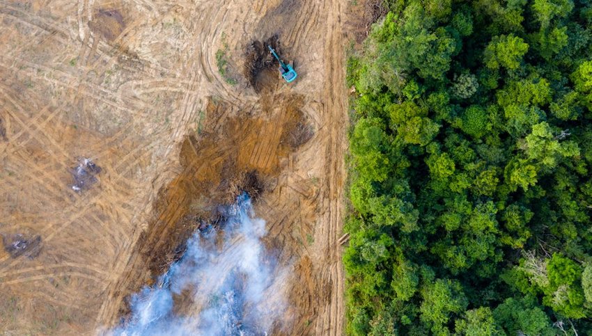 The Amazon Rainforest Is on Fire. Here's How You — and We — Can Help