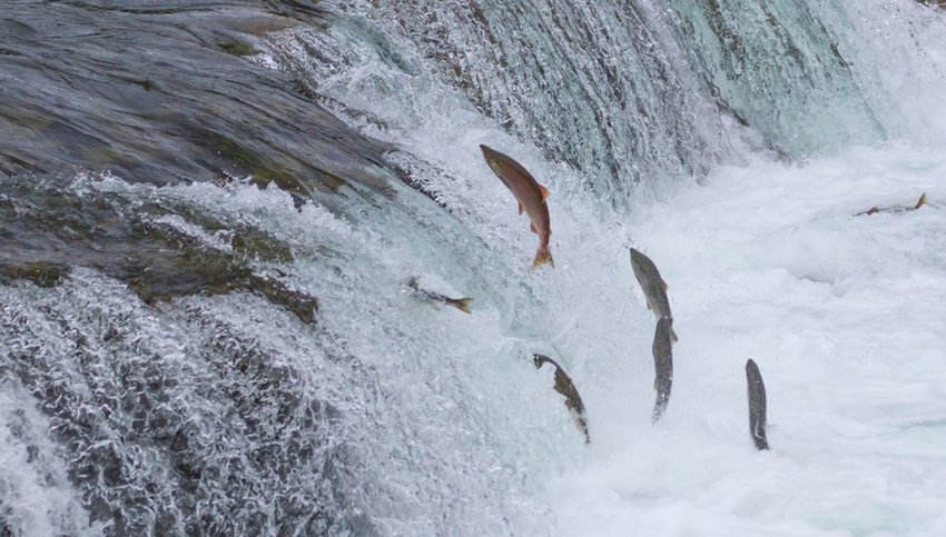 Sockeye Salmon Jumping Up Brooks Falls in Katmai National Park, Alaska