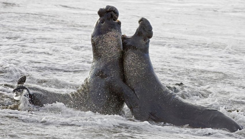 Bull Elephant Seals fight for territory on San Simeon Beach
